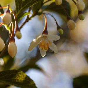 Japanese Snowbell - Styrax - Flowering Trees