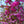 Load image into Gallery viewer, Kwanzan Flowering Cherry - Cherry - Flowering Trees
