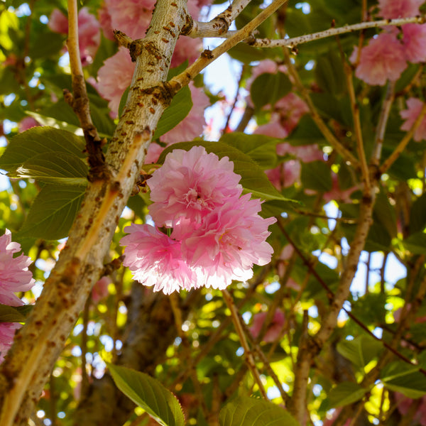 Kwanzan Flowering Cherry - Cherry - Flowering Trees