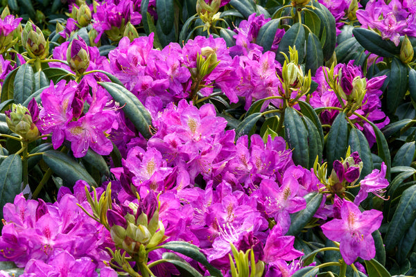 Lee's Dark Purple Rhododendron - Rhododendron - Shrubs