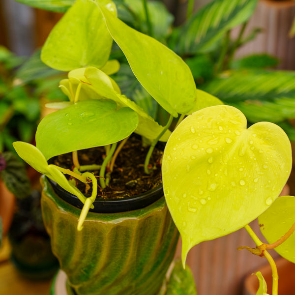 Lemon Lime Philodendron - Philodendron - Houseplants