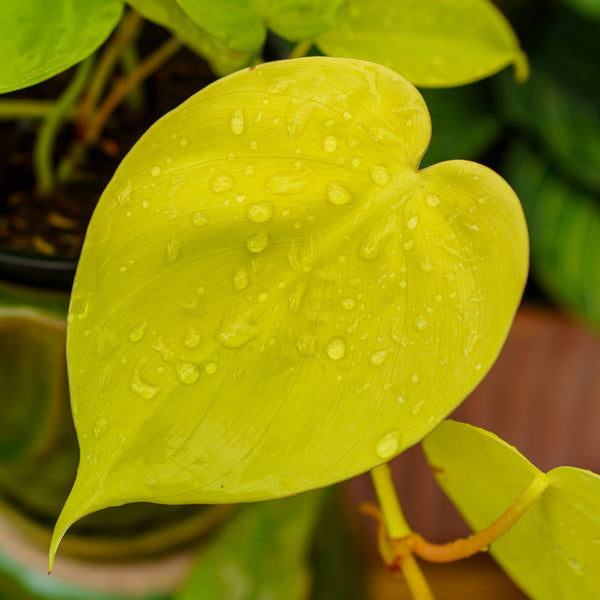 Lemon Lime Philodendron - Philodendron - Houseplants