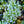 Load image into Gallery viewer, Lollipop Japanese Crabapple - Crabapple - Flowering Trees

