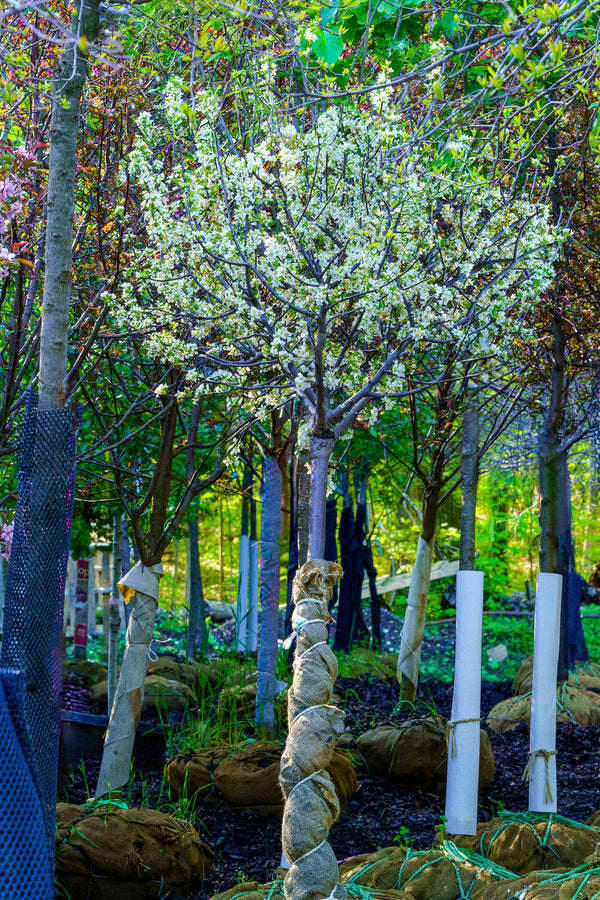 Lollipop Japanese Crabapple - Crabapple - Flowering Trees