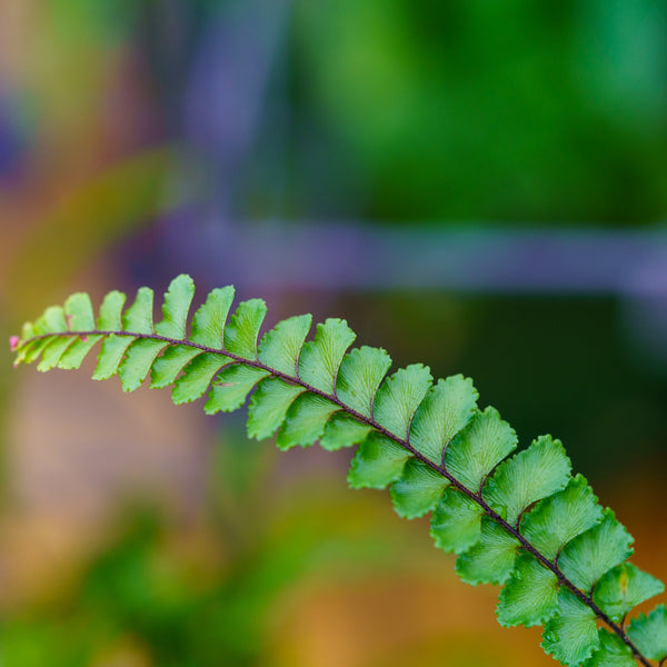 Maidenhair Fern - Ferns Houseplant Ferns - Houseplants