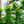 Load image into Gallery viewer, Maidenhair Fern - Ferns Houseplant Ferns - Houseplants

