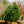Load image into Gallery viewer, Morris Blue Korean Pine - Pine - Conifers
