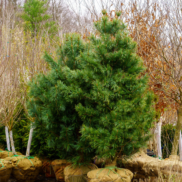 Morris Blue Korean Pine - Pine - Conifers