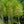 Load image into Gallery viewer, Muskogee Crape Myrtle - Crape Myrtle - Flowering Trees
