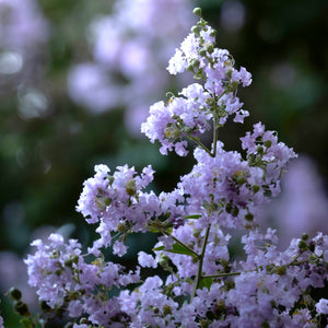 Natchez Crape Myrtle - Crape Myrtle - Flowering Trees