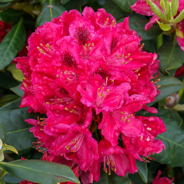 Nova Zembla Rhododendron - Rhododendron - Shrubs