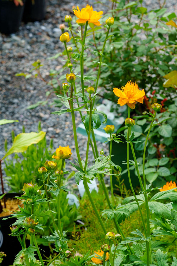 Golden Queen Globeflower - Other Perennials - Perennials