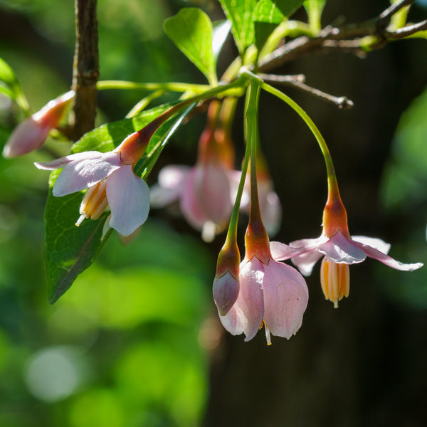 Pink Chimes Japanese Snowbell - Styrax - Flowering Trees