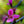 Load image into Gallery viewer, Prairie Fire Japanese Crabapple - Crabapple - Flowering Trees
