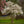 Load image into Gallery viewer, Royal Star Magnolia - Magnolia - Flowering Trees
