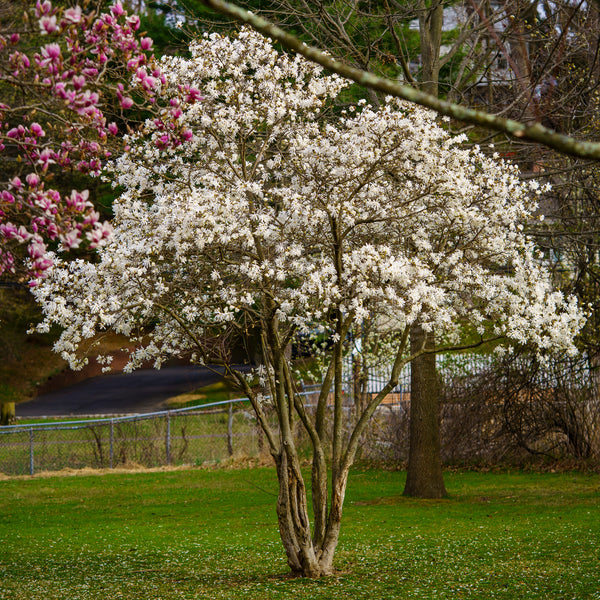 Royal Star Magnolia - Magnolia - Flowering Trees