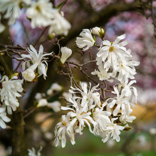 Royal Star Magnolia - Magnolia - Flowering Trees