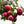 Load image into Gallery viewer, Red Fuji Apple Tree - Apple - Fruit Trees
