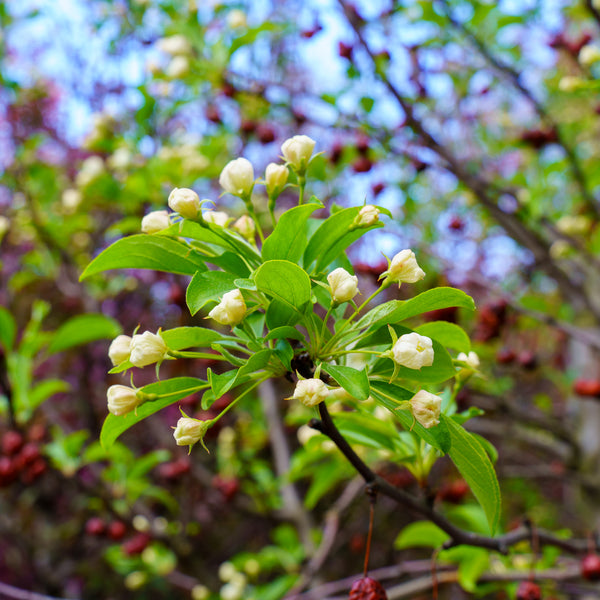 Red Jewel Crabapple - Crabapple - Flowering Trees