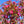Load image into Gallery viewer, Royal Gem Crabapple - Crabapple - Flowering Trees

