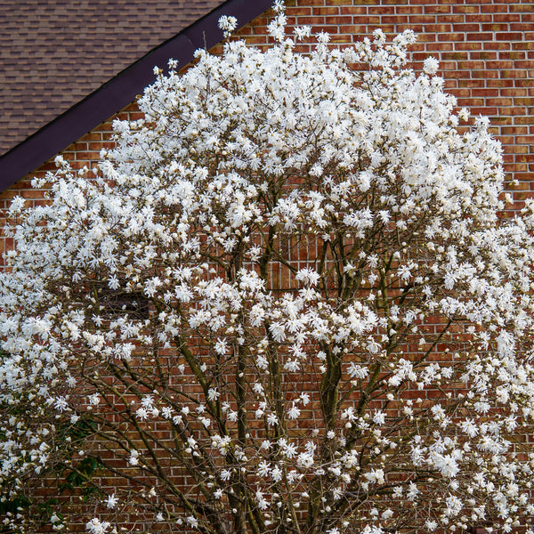 Star Magnolia - Magnolia - Flowering Trees