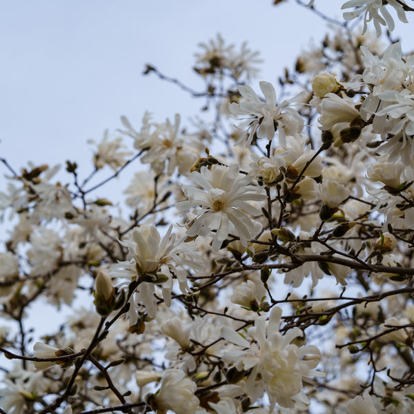 Star Magnolia - Magnolia - Flowering Trees