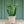 Load image into Gallery viewer, Snake Plant - Sansevieria - Houseplants
