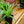 Load image into Gallery viewer, Spider Plant - Other Houseplants - Houseplants
