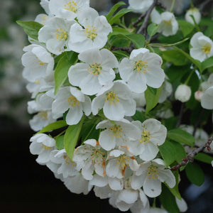 Spring Snow Crabapple - Crabapple - Flowering Trees