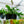 Load image into Gallery viewer, Staghorn Fern - Ferns Houseplant Ferns - Houseplants
