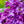 Load image into Gallery viewer, Monge Lilac - Lilac - Shrubs
