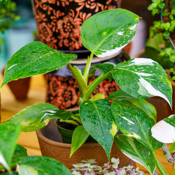 White Wizard Philodendron - Philodendron - Houseplants