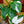Load image into Gallery viewer, White Wizard Philodendron - Philodendron - Houseplants
