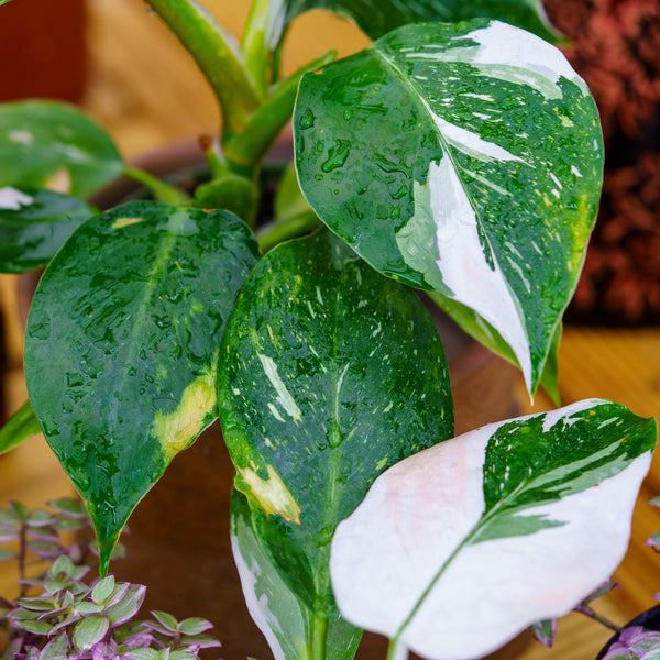 White Wizard Philodendron - Philodendron - Houseplants