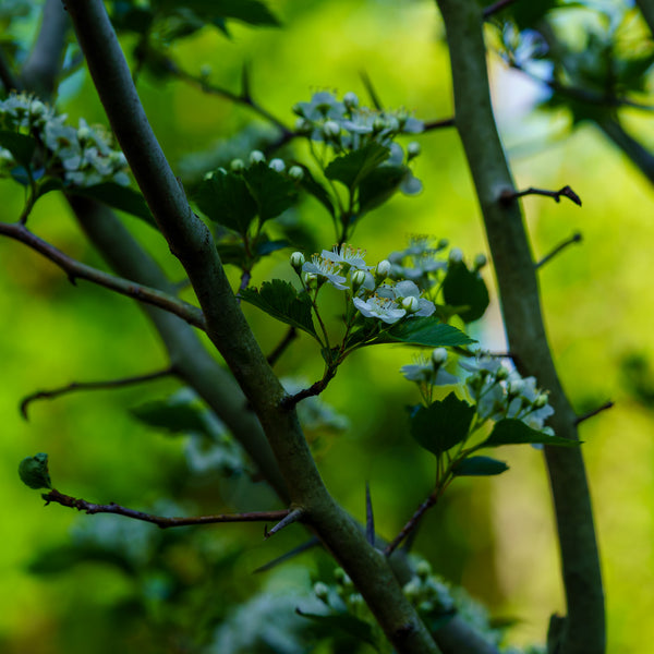 Winter King Green Hawthorn - Other Flowering Trees - Flowering Trees