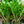 Load image into Gallery viewer, ZZ Plant - Other Houseplants - Houseplants
