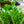 Load image into Gallery viewer, ZZ Plant - Other Houseplants - Houseplants
